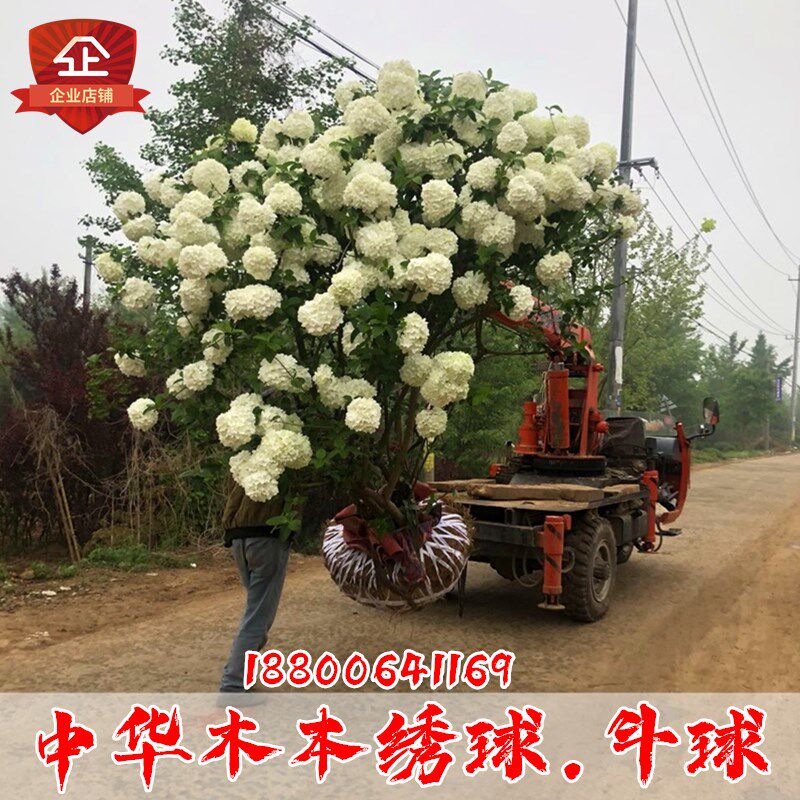 中华木本绣球树苗大花斗球白麻球丛生马球小苗别墅庭院大型风景树