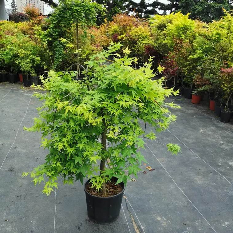 日本红枫树流泉槭树红枫树苗盆景盆栽花园植物日式庭院树种阳台枫