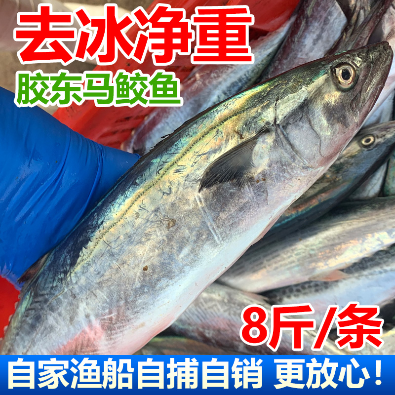 新鲜鲅鱼鲜活马鲛鱼海鱼冷冻海鲜