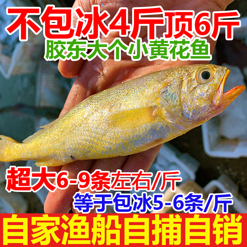 特大新鲜小黄花鱼4斤大号鲜冷冻小黄鱼海鲜水产鲜活海鱼烟台生鲜 水产肉类/新鲜蔬果/熟食 黄鱼 原图主图