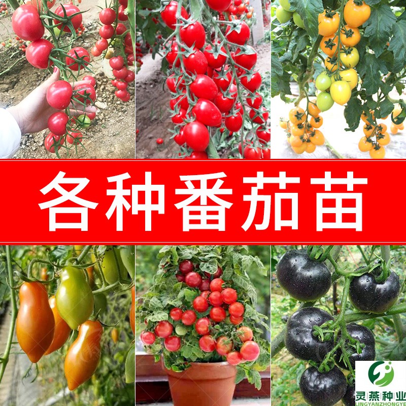 各种番茄苗四季小番茄苗千禧圣女果矮生西红柿秧苗盆栽菜苗秧果苗