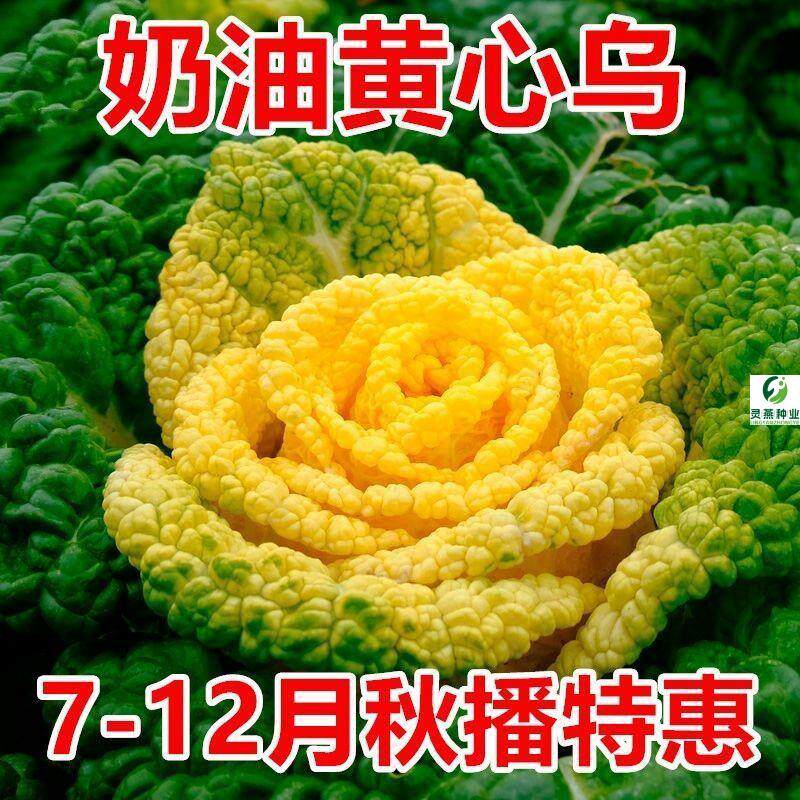 奶油黄心乌种子耐寒黄心乌塌菜种籽菊花心青菜四季蔬菜秋冬季