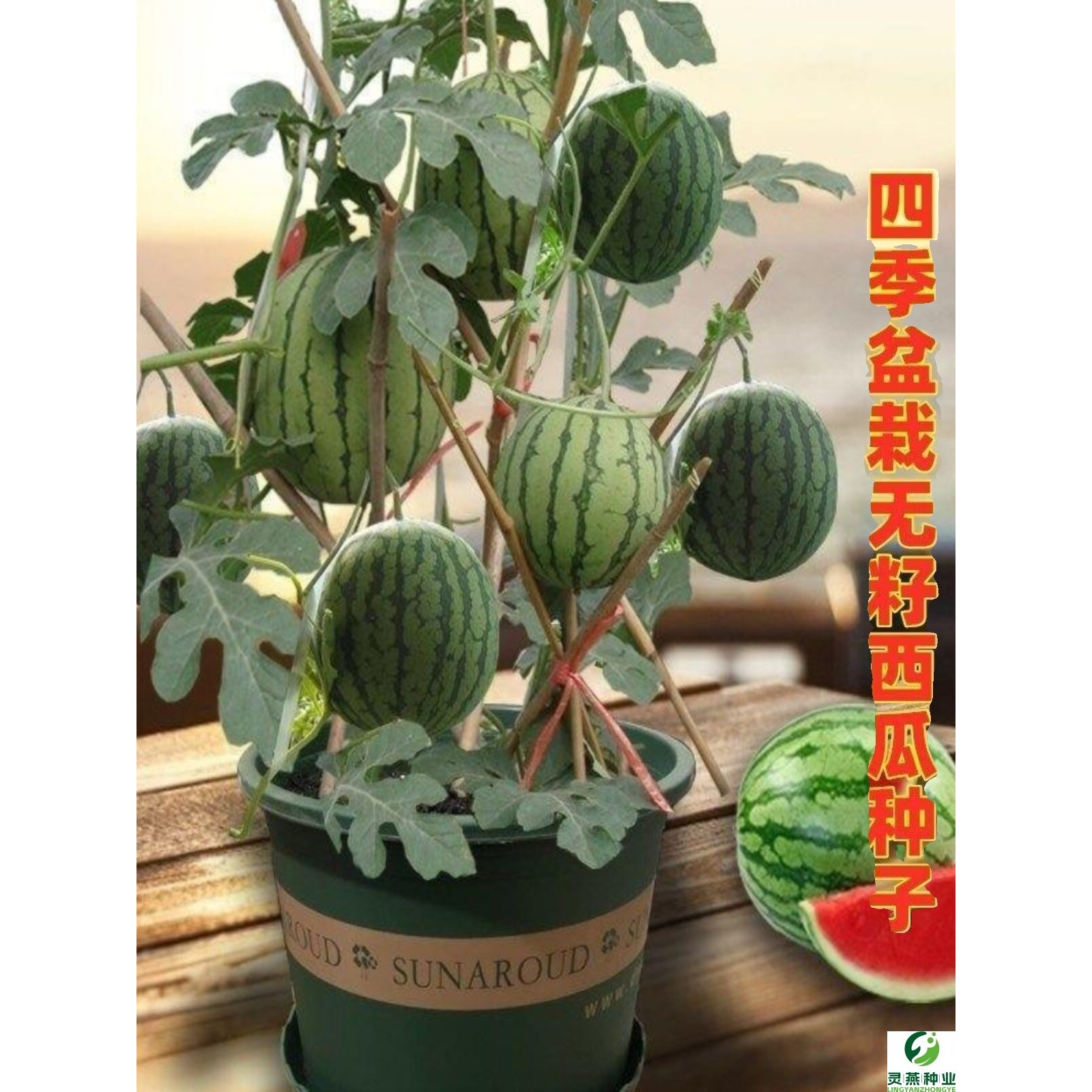 四季蜂蜜小西瓜种子薄皮少籽红瓤西瓜盆栽阳台水果种子高产包邮