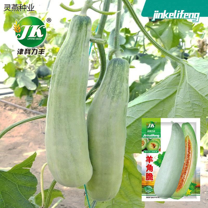 羊角蜜瓜酥甜瓜种子种籽苗蔬菜孑秧脆高产香瓜大全瓜苗四季瓜果种