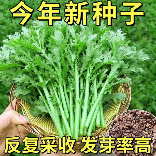 老品种小叶茼蒿种籽田园易种四季