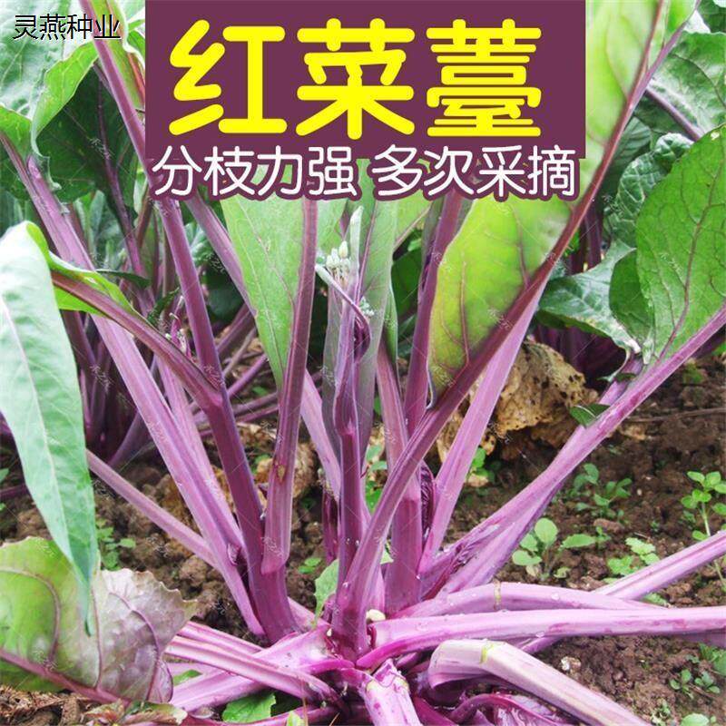 红菜苔种子紫菜籽绿薹心四季春秋冬季农家盆栽种孑盆栽湖北甜种籽