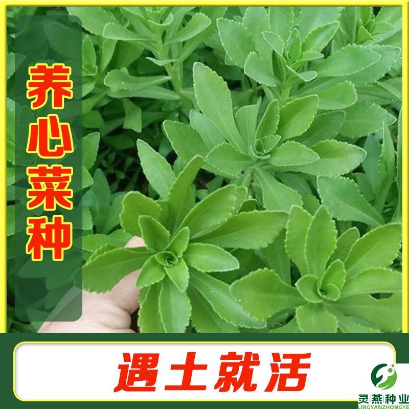 高钙救心菜养心菜种子可食用野菜四季播阳台盆栽特色保健蔬菜种籽
