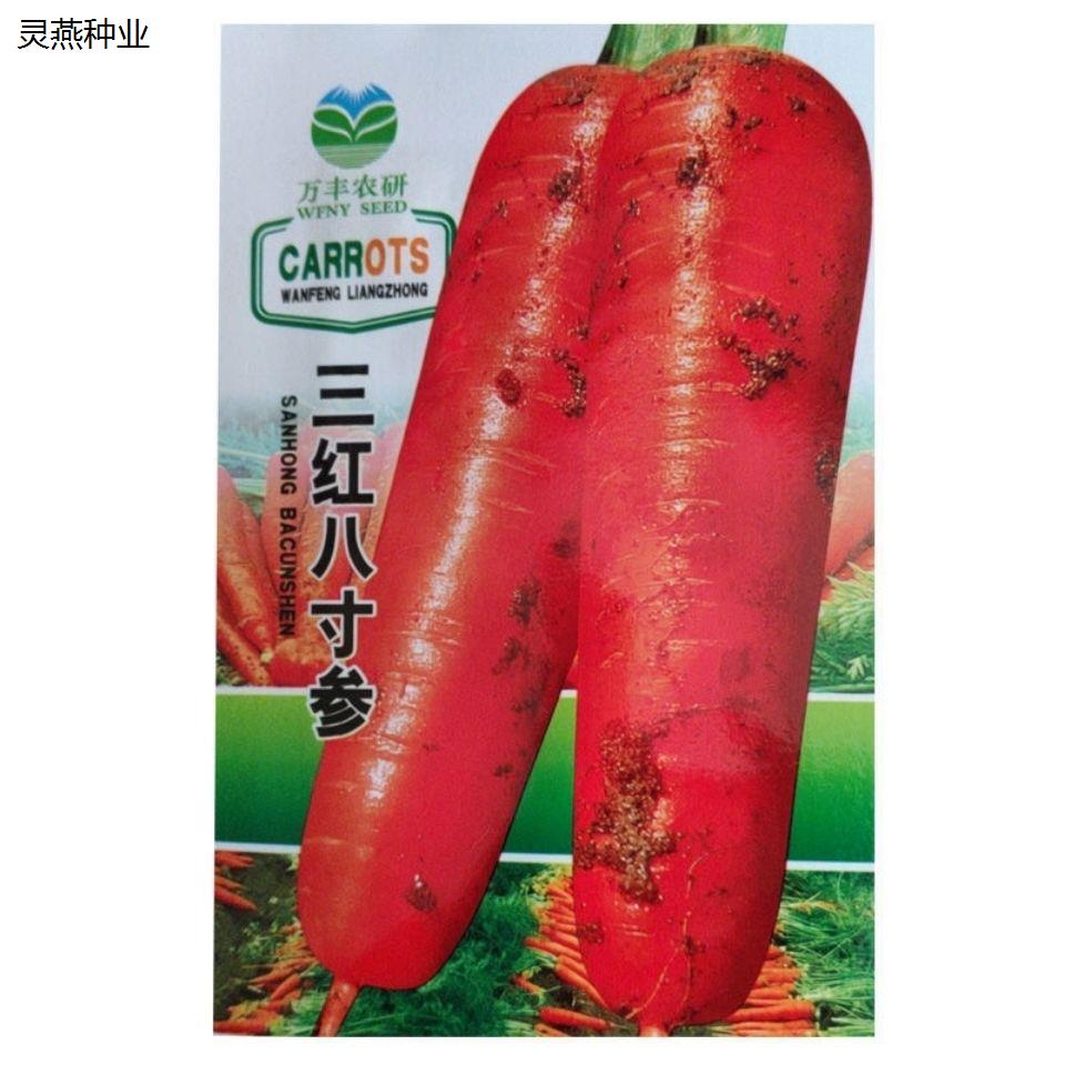 三红五寸胡萝卜种子七寸脆甜秋季四季水果萝卜籽农家大田蔬菜种子