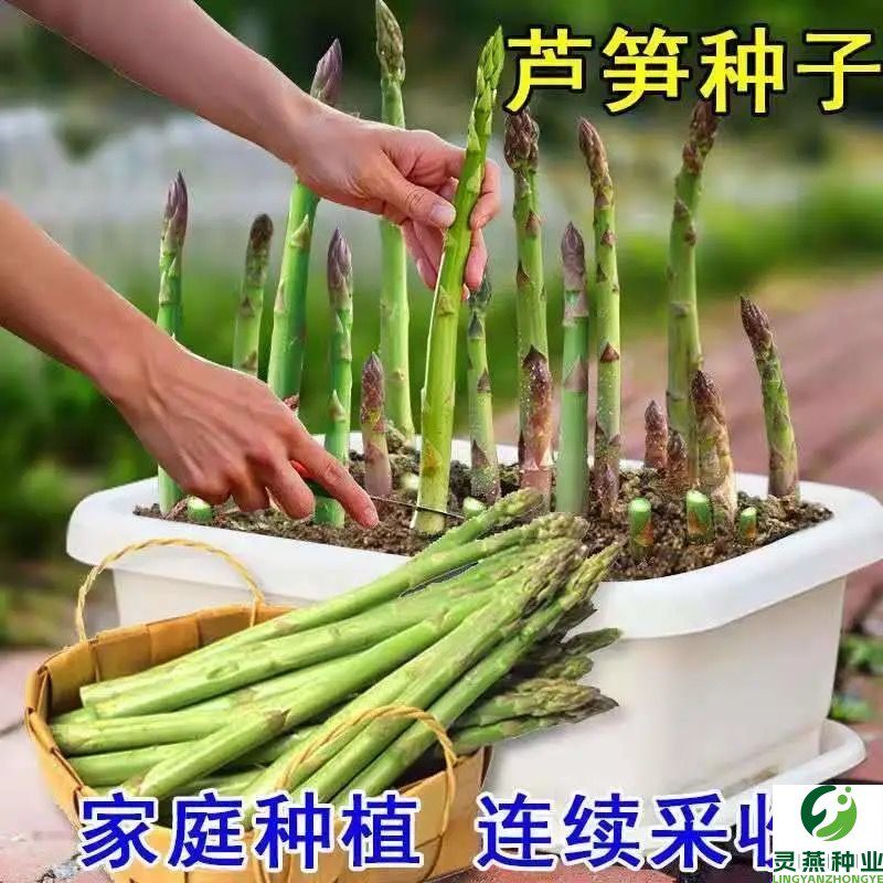 芦笋种子四季播多年生青芦笋种子耐热抗寒四季种子紫芦笋种子阳台