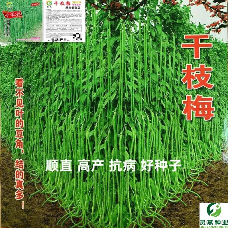 早熟高产原种小叶长豇豆种子绿特长豆角春秋四季蔬菜庭院大田易种