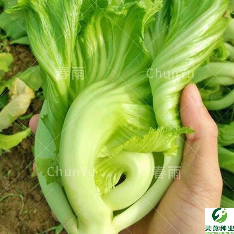 大肉包心芥菜种子水东芥甜芥菜南方盆栽种植四季蔬菜籽种籽孑大全