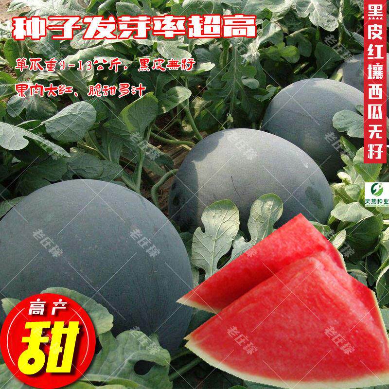 西瓜种子8424超甜黑美人新品种早熟京欣高产巨型无籽农科院春季种
