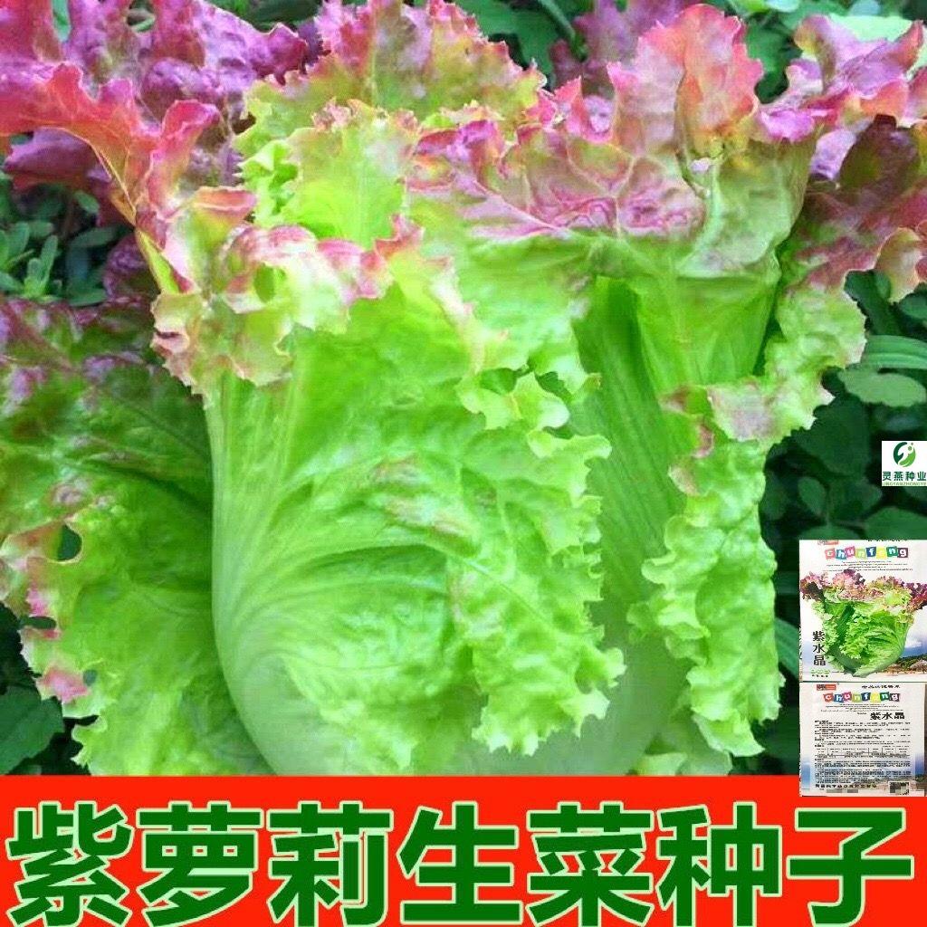 紫水晶散叶生菜种子花边生菜大叶生菜籽春秋阳台庭院蔬菜种子大全