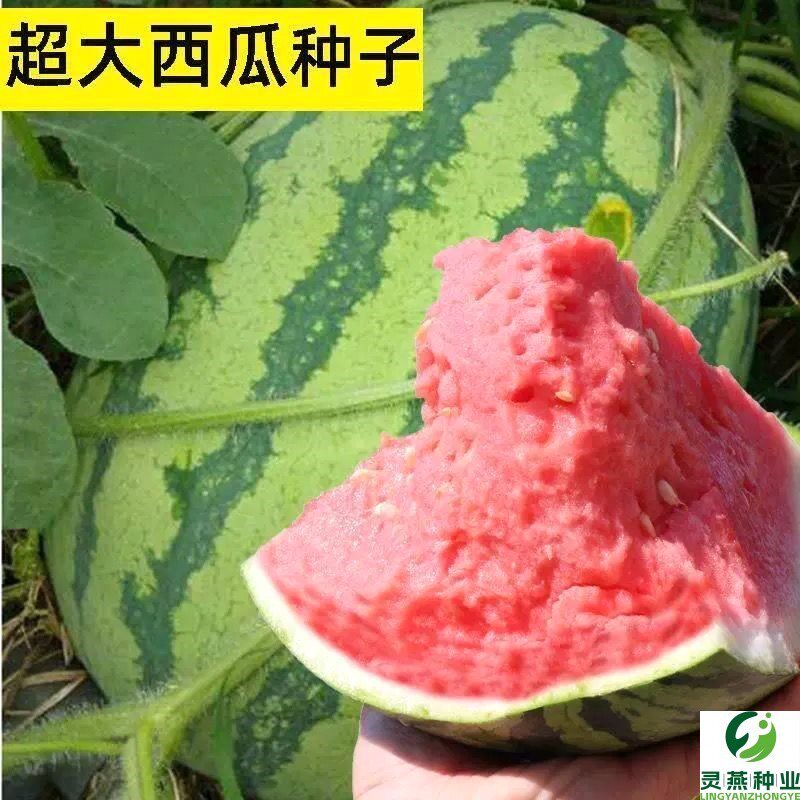 懒汉瓜王西瓜种子当季菜园大棚超大甜西瓜农家巨型薄皮麒麟瓜种籽