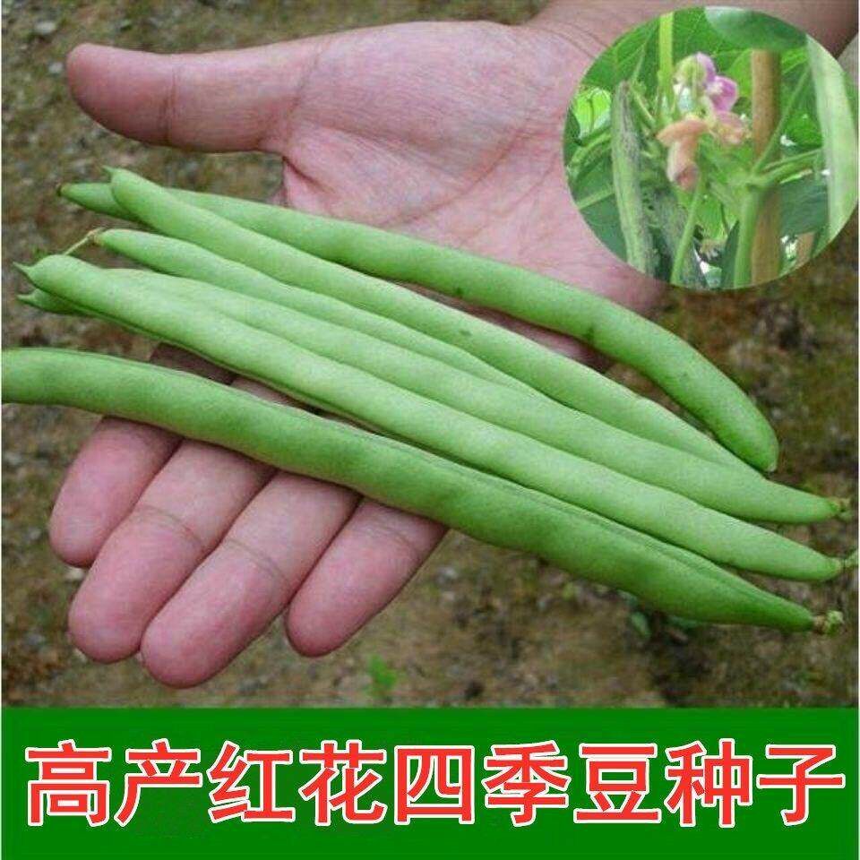 高产早熟爬藤红花四季豆种子农家四季播春秋无筋芸豆架豆蔬菜种籽