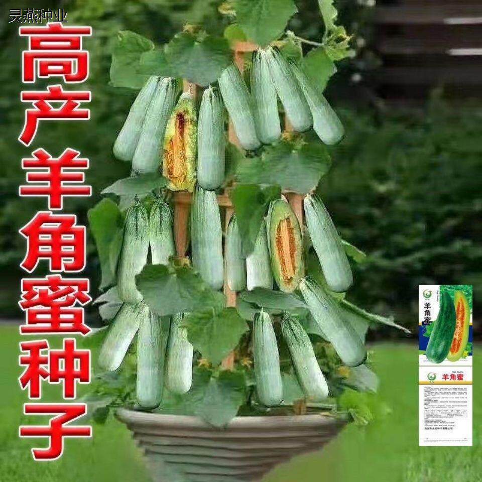甜脆羊角蜜甜瓜种子水果种籽播田园阳台盆栽甜香瓜羊角蜜甜瓜种孑