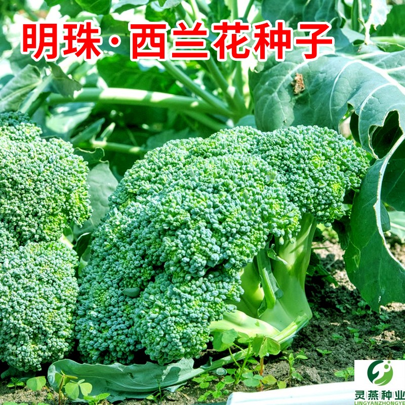 明珠西兰花种子西蓝花绿色青花椰菜菜花种籽春秋农家田园蔬菜种孑