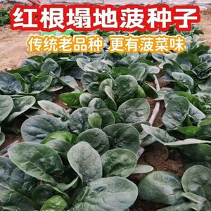 耐热趴地菠菜种子高产越冬蔬菜