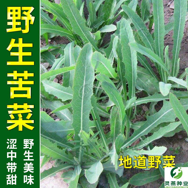 野生苦菜种子 农家野菜曲麻菜苦麦菜特色蔬菜四季播阳台盆栽种菜