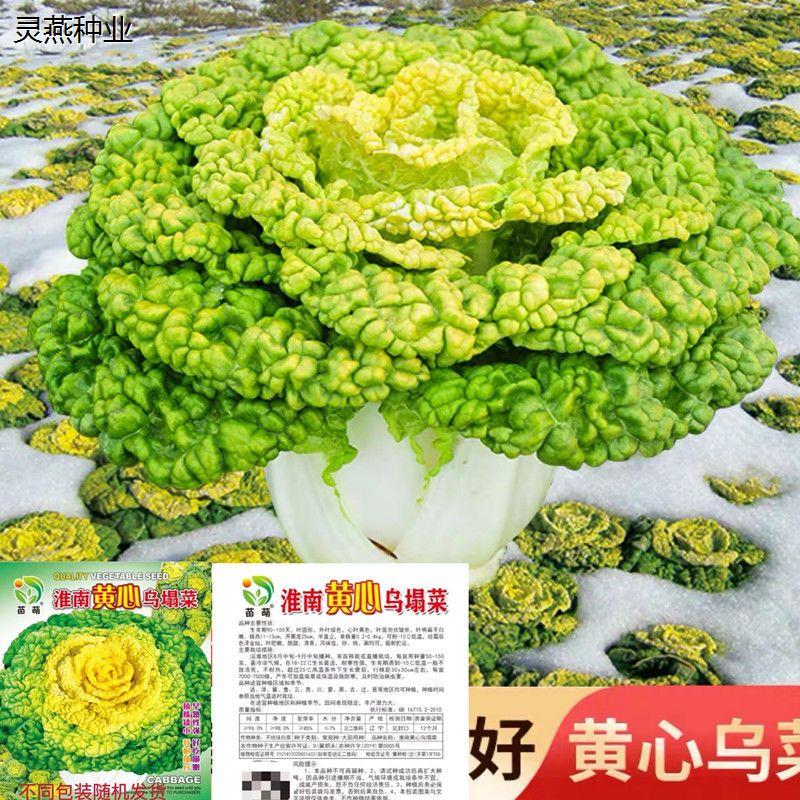 黄心乌菜种子乌塌菜种孑四季白菜雪里金花青菜蔬菜黑菜秋冬季菜籽