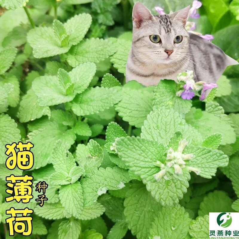 猫薄荷种子小猫薄荷猫草种子薄荷苗孑阳台盆栽庭院四季播薄荷种籽