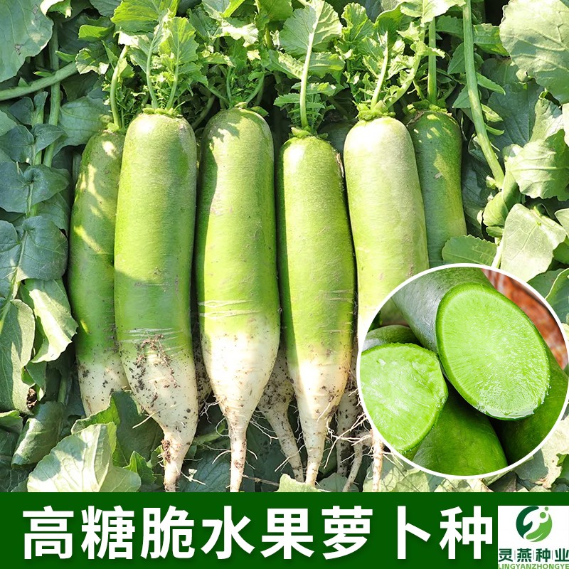 高糖脆水果萝卜种子鲜食生吃甜脆萝卜种籽秋季播农家菜园蔬菜种孑