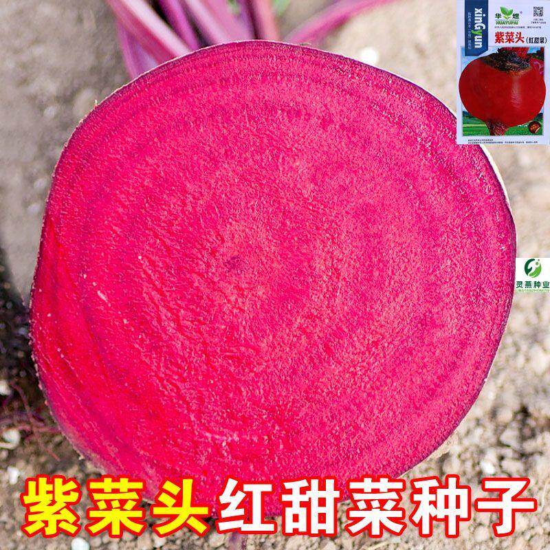 原装红甜菜根种子田菜根红菜头芽苗菜紫红甜菜头种子四季播种籽孑