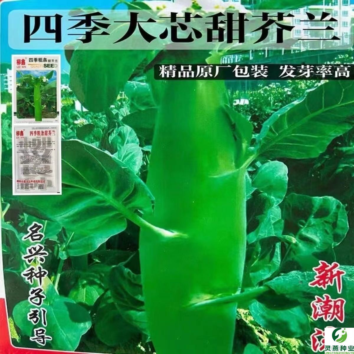 芥兰种子鸡腿芥蓝大田露天种植春季夏秋冬四季播盆栽种籽蔬菜种孑