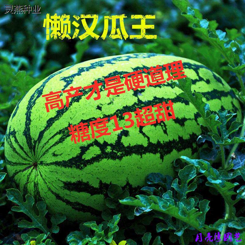 懒汉西瓜种子正品高产特大早熟四季播种少籽农科院西瓜水果种籽