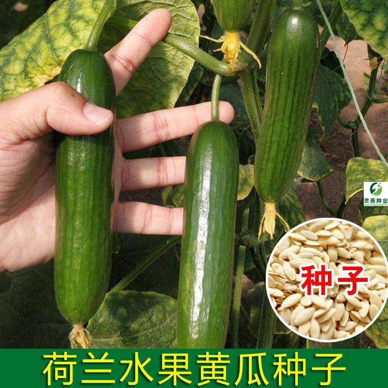 荷兰水果黄瓜种子苗夏季盆栽秧秋青瓜小蔬菜种籽孑高产果蔬种子孑
