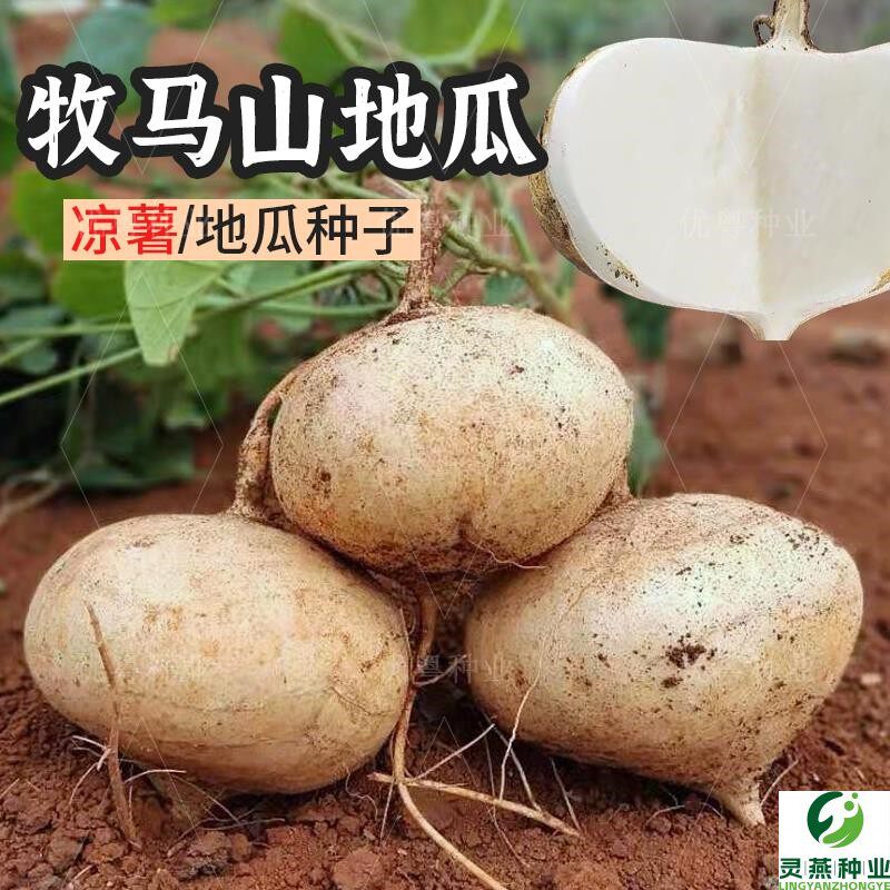 牧马山地瓜种籽早熟高产凉薯种子水果沙葛凉瓜土瓜种农家蔬菜种孑