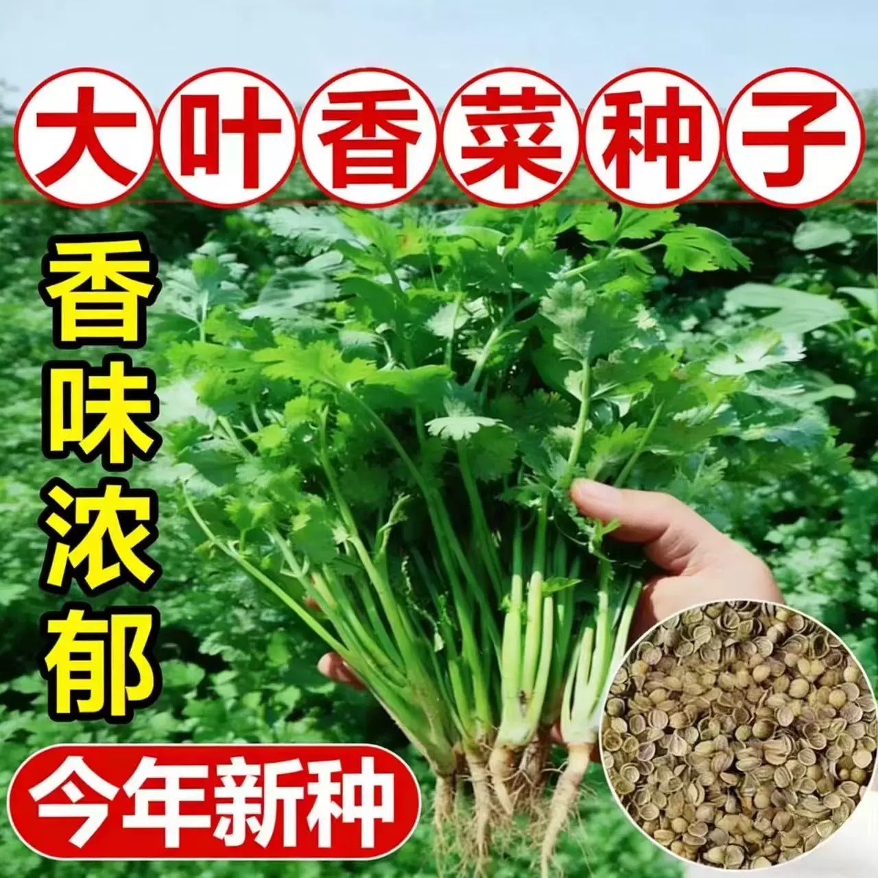 香菜种子四季易种耐热耐抽苔阳台