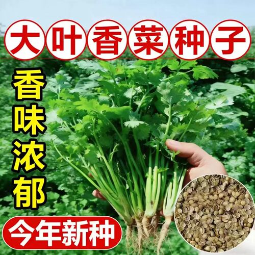 香菜种子四季易种耐热耐抽苔阳台