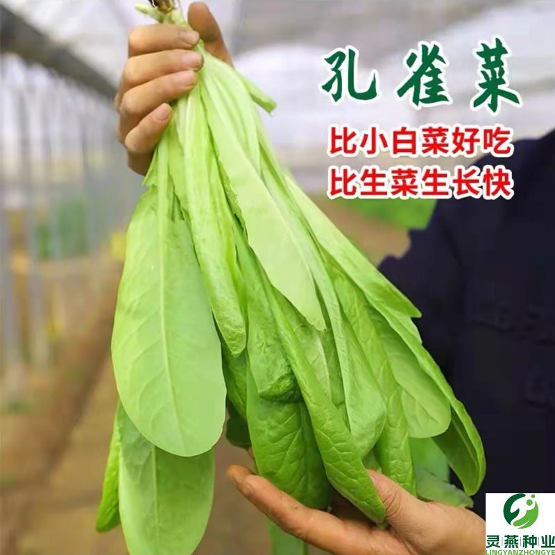 孔雀菜种子一年四季种耐寒沙拉高钙直立生菜种子盆栽冻不死菜籽冬