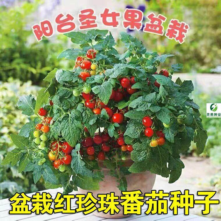 盆栽红珍珠番茄种子高产易种植种籽农田菜园红樱桃小西红柿蔬菜籽
