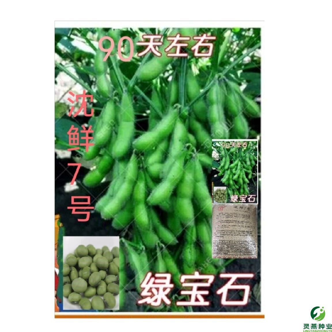 绿宝石沈鲜7号又名7月豆中晚熟大粒青豆种子高产青黄豆蔬菜种籽
