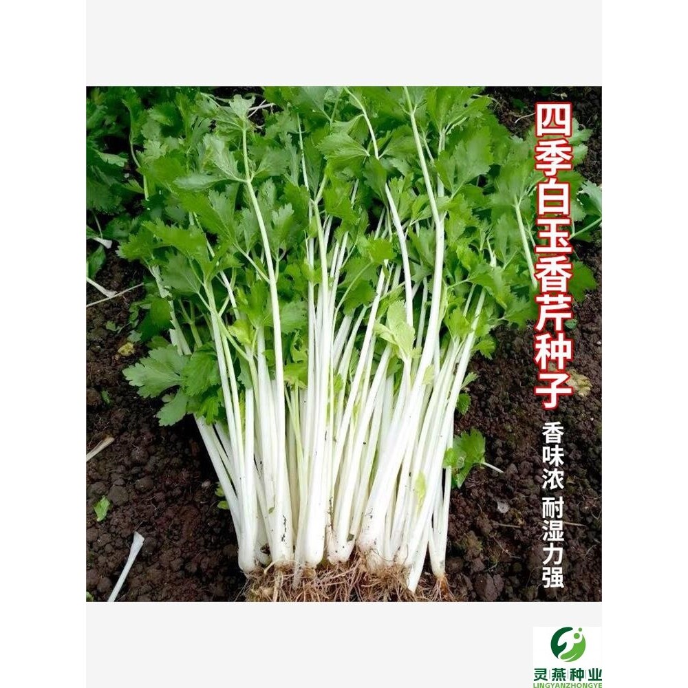 四季白玉香芹种子芹菜种籽脆嫩香白芹籽白杆白梗耐热高产蔬菜种孑