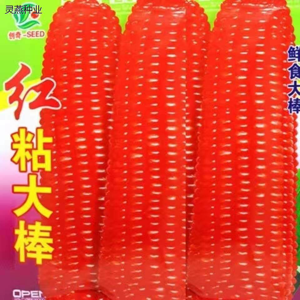 红色水果玉米种子红糯玉米种籽红粘大棒鲜食水果四季播种蔬菜种子