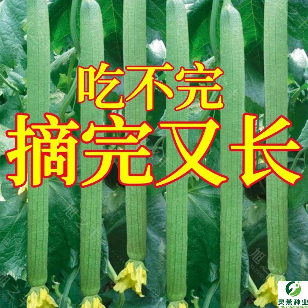 长香丝瓜种子高产早熟丝瓜种籽巨春秋四季田园庭院蔬菜种孑