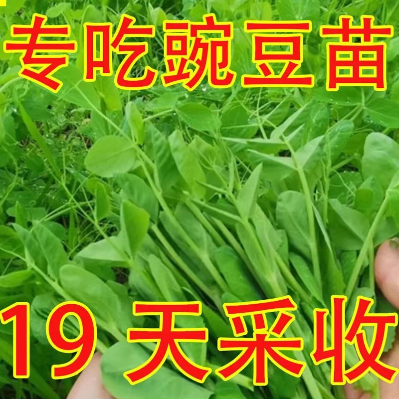 甜豌豆苗种籽豌豆尖种子四季高产