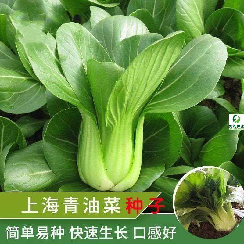 上海青种子蔬菜种籽青菜小白菜四季种孑易种盆栽苏州青油菜种子