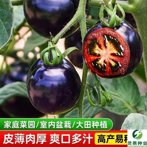 黑番茄种子黑珍珠小番茄盆栽西黑柿秧蔬菜种籽黑钻圣女果种子四季