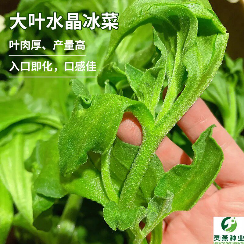 大叶水晶冰菜种子冰叶日中花种子冰菜种籽特色营养蔬菜籽春季