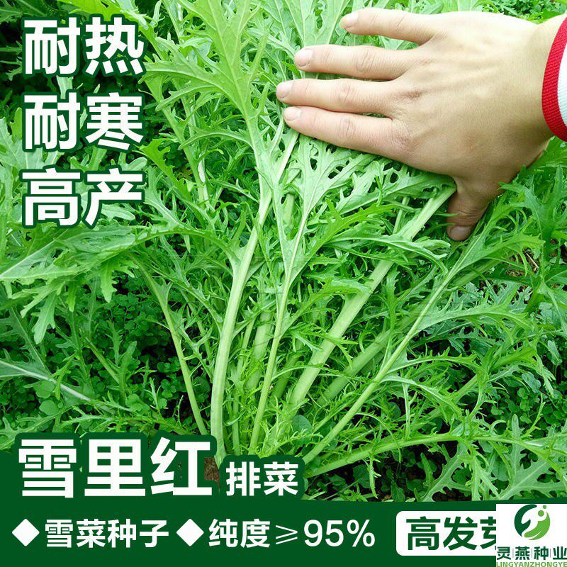 雪里红种子细叶雪里蕻农家雪菜籽春不老蔬菜种子排菜高产香青菜