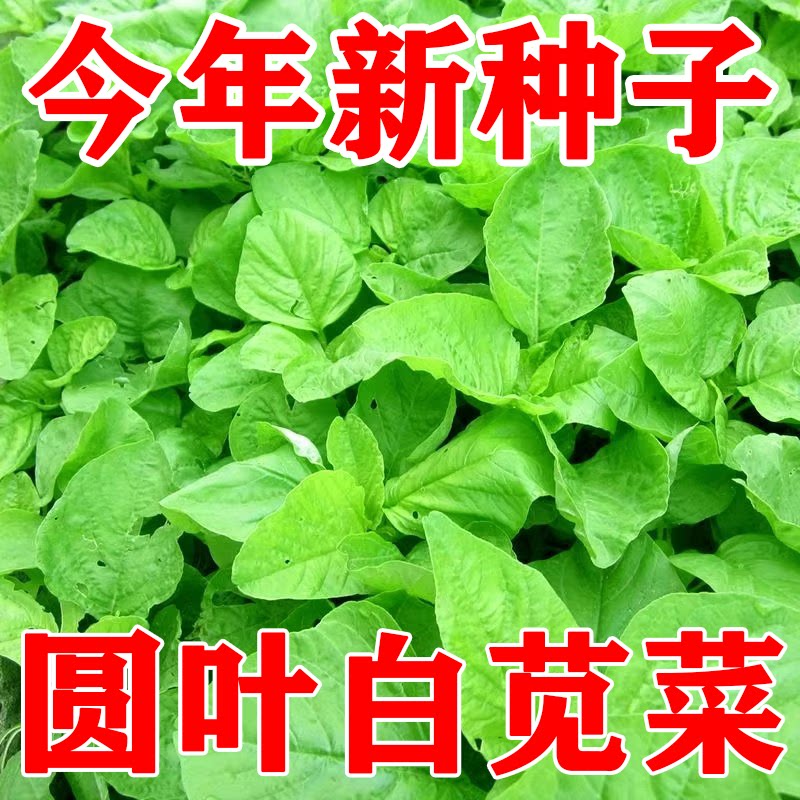圆叶白苋菜种子四季可种农家耐热