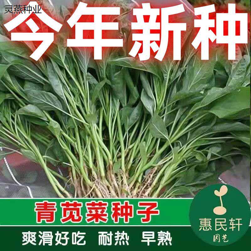 青柳叶苋菜种子青苋菜春秋播种阳台盆栽顺滑火锅早熟高产蔬菜种子