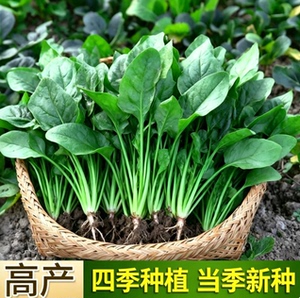 大叶菠菜种子四季易种耐寒耐热