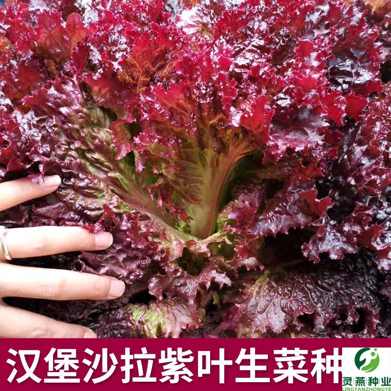 汉堡沙拉紫叶生菜种子紫红色易种生菜籽春秋农家田园庭院蔬菜种孑