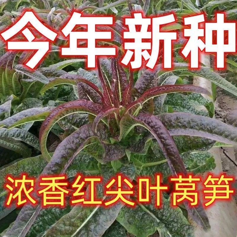 老品种红尖叶香莴笋种子易种耐寒