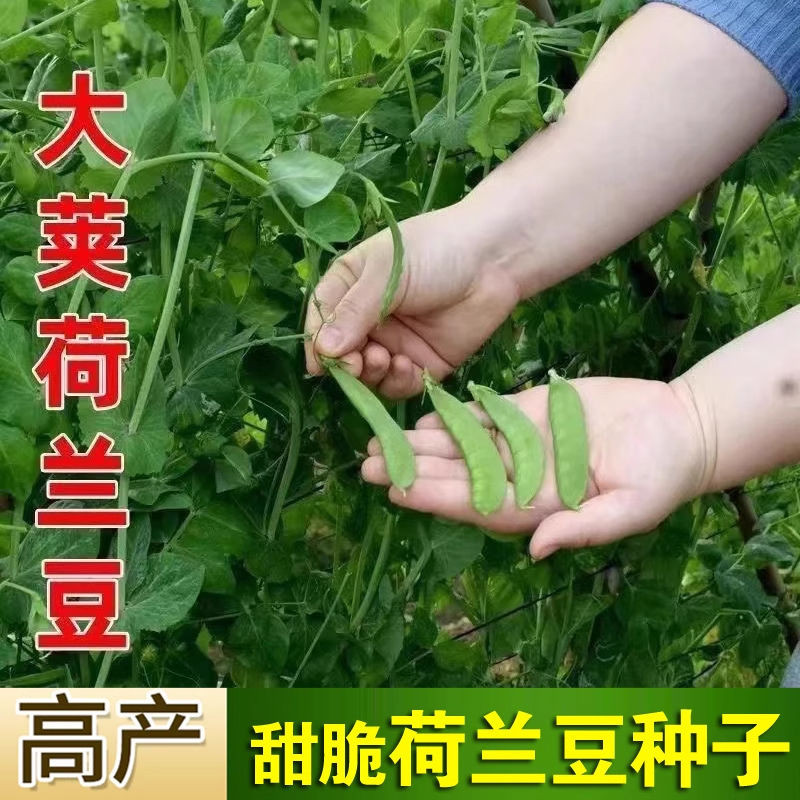 甜脆荷兰豆种子高产耐寒农家四季